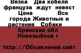  Вязка ! Два кобеля француза ,ждут  невест.. › Цена ­ 11 000 - Все города Животные и растения » Собаки   . Брянская обл.,Новозыбков г.